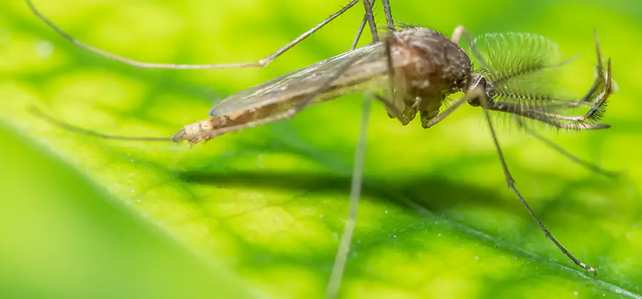 Herbal Mosquito Repellent Treatment in Nampa