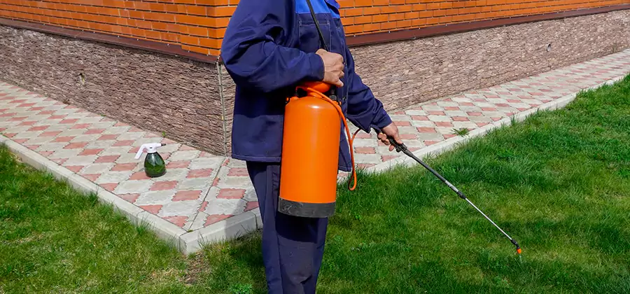 Non Toxic Termite Treatment in Nampa