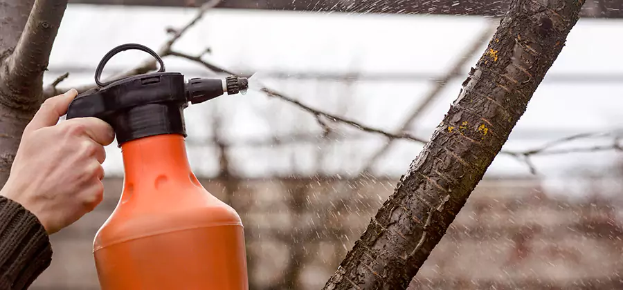 Orange Oil Structural Cavity Treatment in Nampa