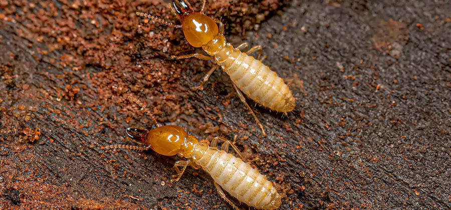 Natural Ant Hill Killer Treatment in Nampa