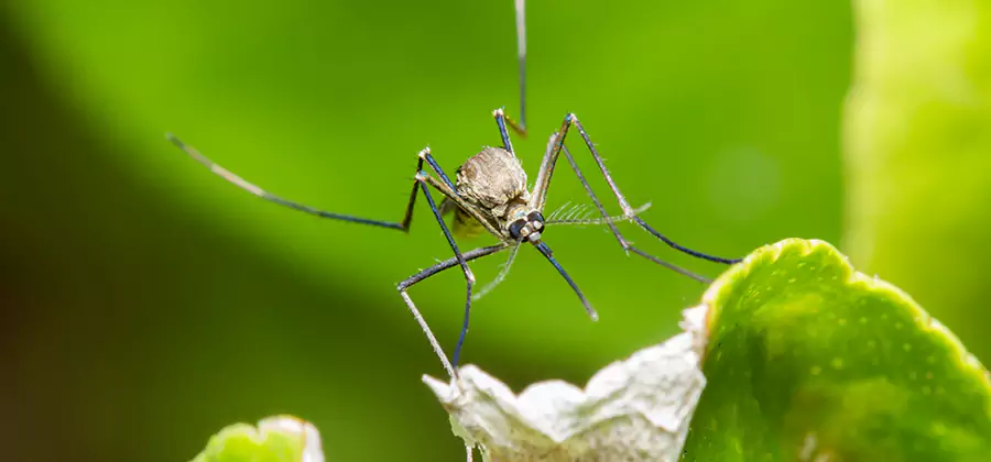 Natural Outdoor Mosquito Repellent in Nampa