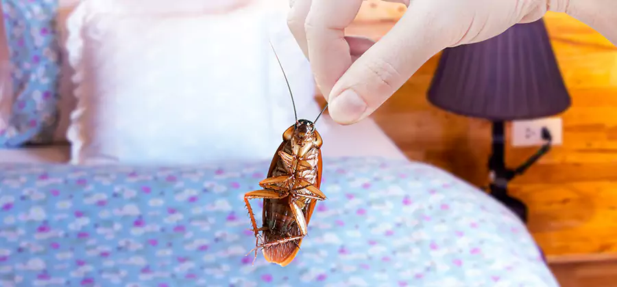 Bed Bug Inspection in Nampa