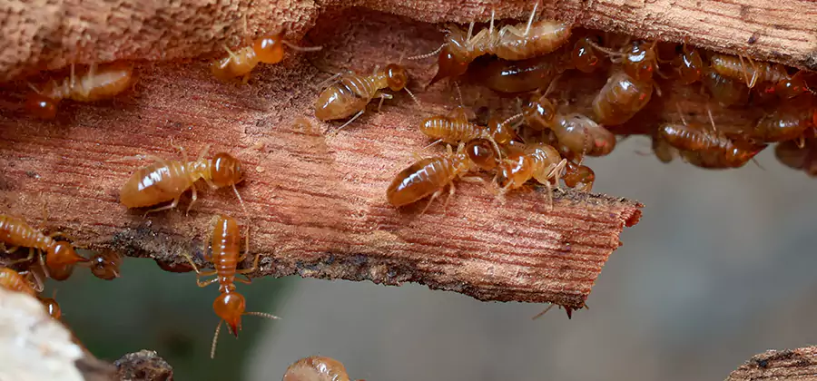Termite Pest Management in Nampa