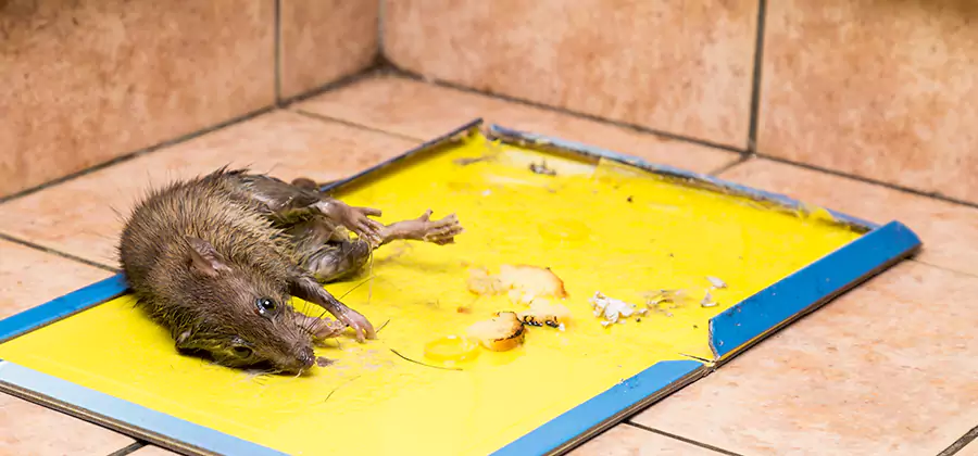 Rat Trapping Service In Nampa
