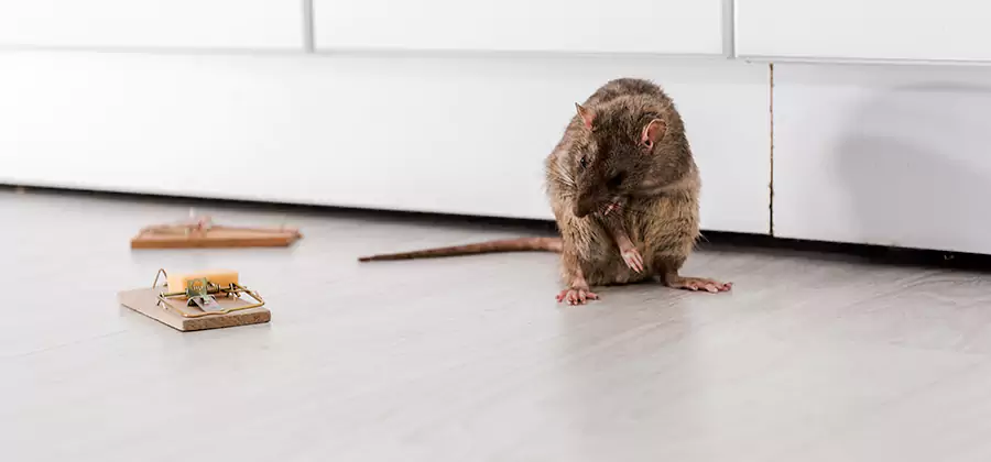 Rat Baiting Removal Service in Nampa