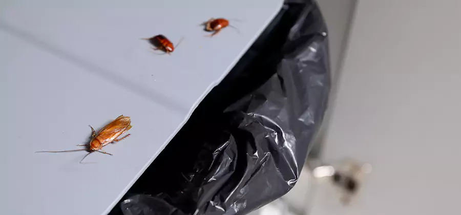 German Roach Pest Control in Nampa