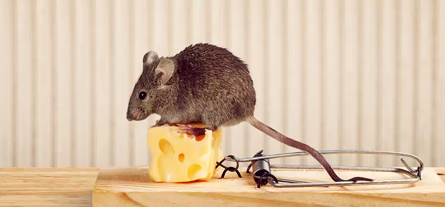 Commercial Rodent Exclusion Services in Nampa