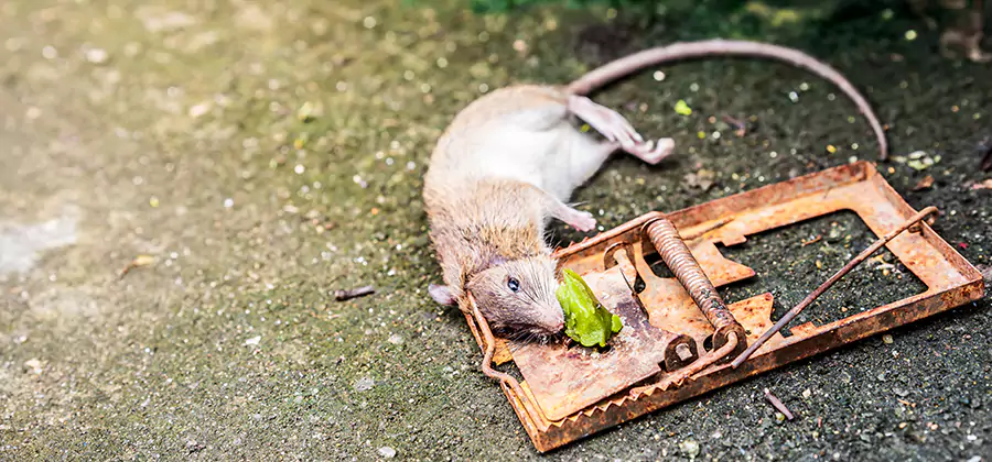 Rat Trapping in Nampa
