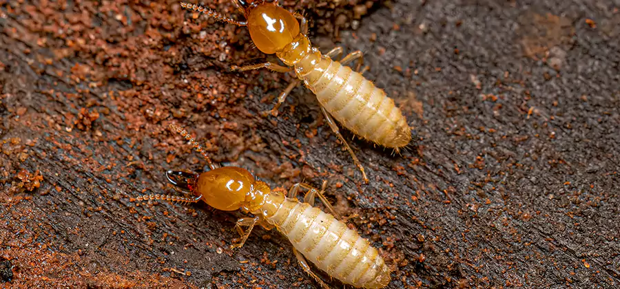 Sentricon Residential Termite Control in Nampa