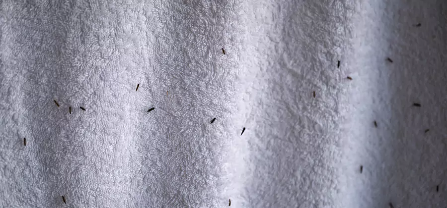 Small Black Ants in Bathroom Treatment in Nampa