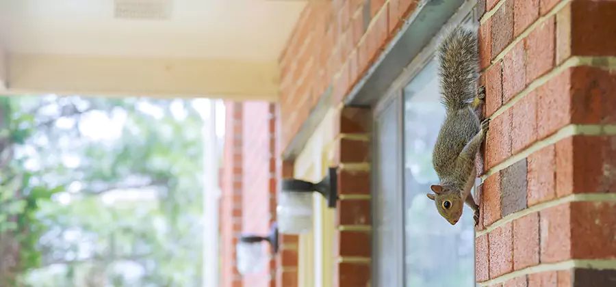Squirrel Inside Walls Removal in Nampa