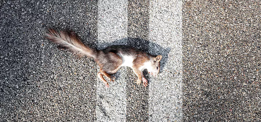 Dead Squirrel Removal in Nampa