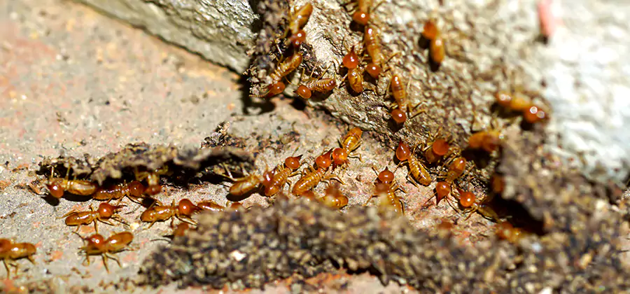 Wood Treatment and Localized Termite Solutions in Nampa