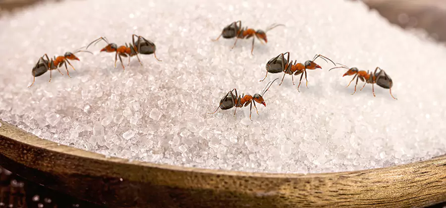 Indoor Sugar Ant Treatment in Nampa