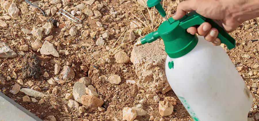 Heat Treatment Termite Cost in Nampa