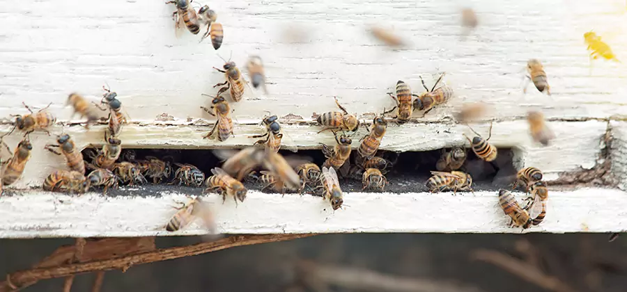 Residential Termite Fumigation in Nampa