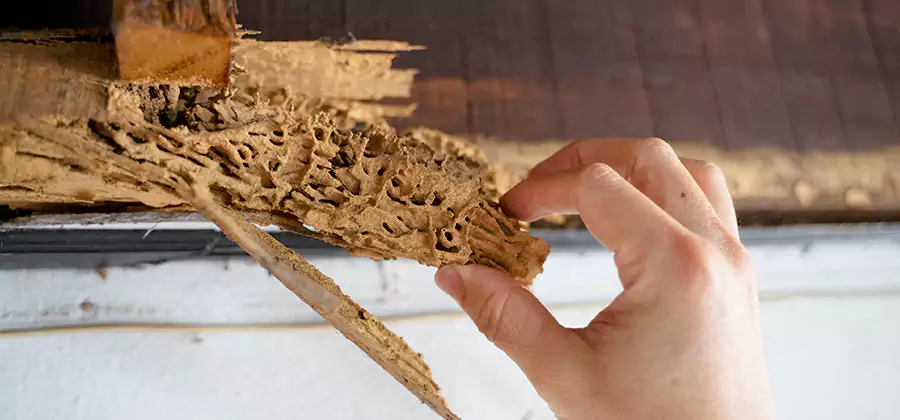 Pre-Purchase Termite Inspection in Nampa