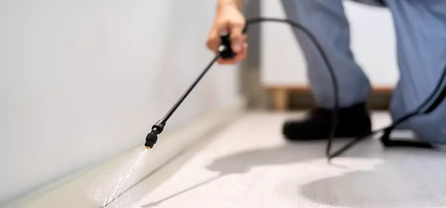 Direct Termite Injection Treatment in Nampa