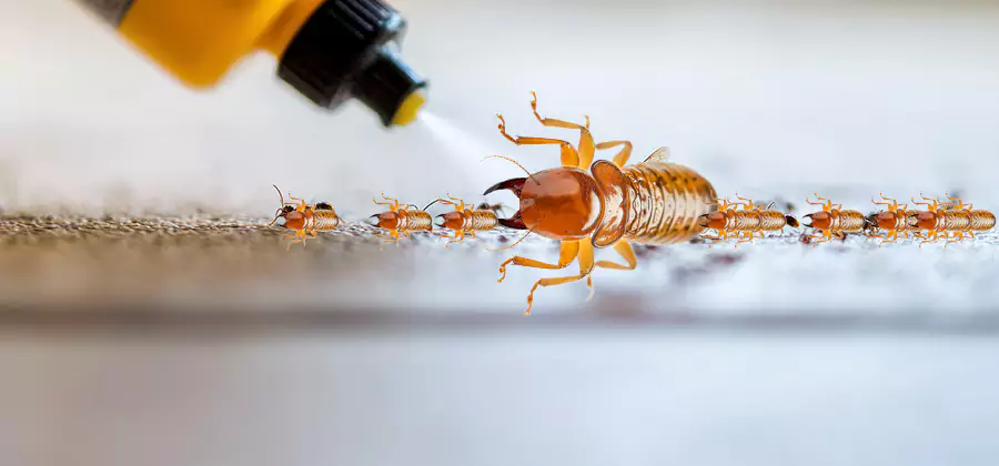 Foundation Termite Spraying Control in Nampa
