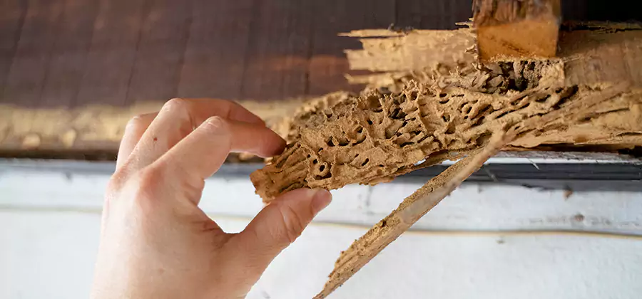 Pre-Construction Termite Treatment in Nampa
