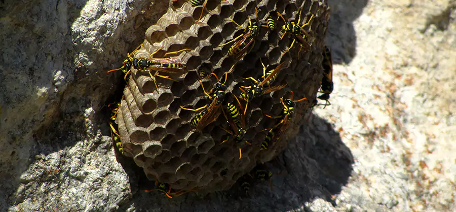 Wasp Nest in Tree Removal Nampa