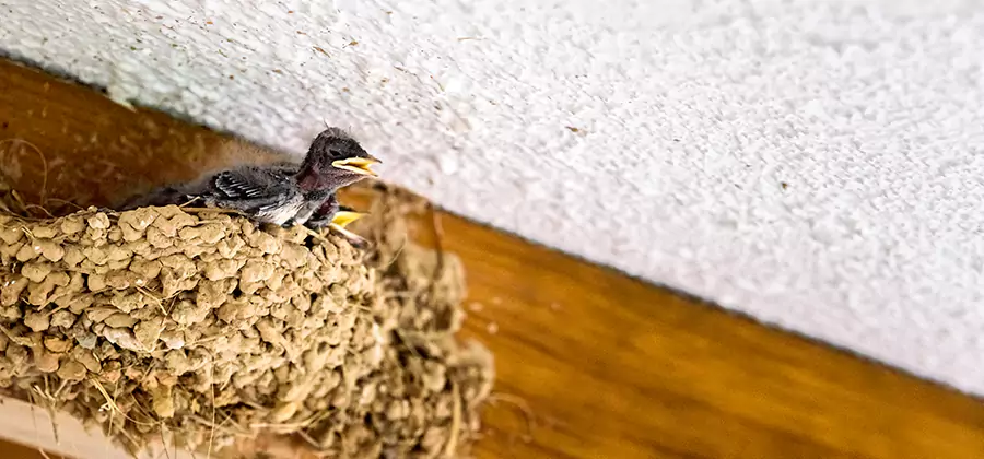 Bird Removal From House in Nampa