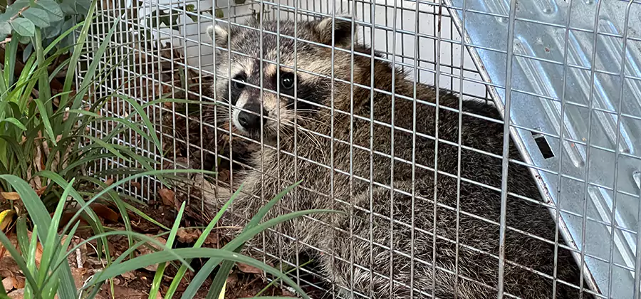 Wildlife Relocation Services in Nampa