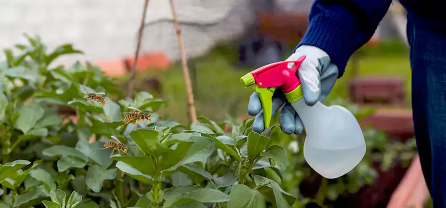Yellow Jacket Pest Removal for Commercial Properties in Nampa