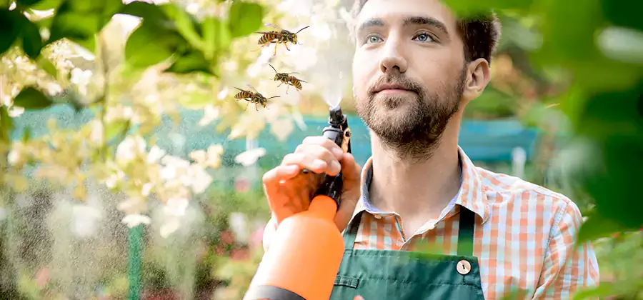Yellow Jacket Wasp Removal in Nampa