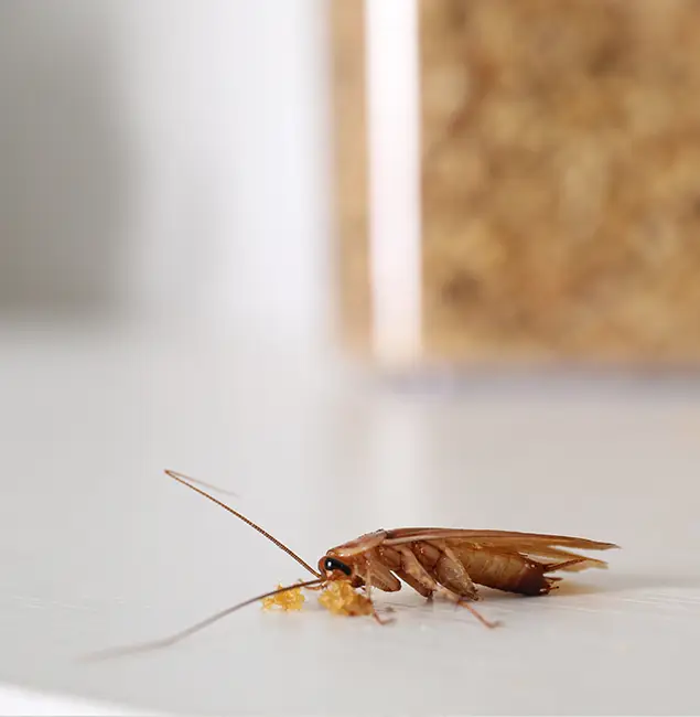Why Nampa Pest Control Pro Stands Out in Nampa, ID?
