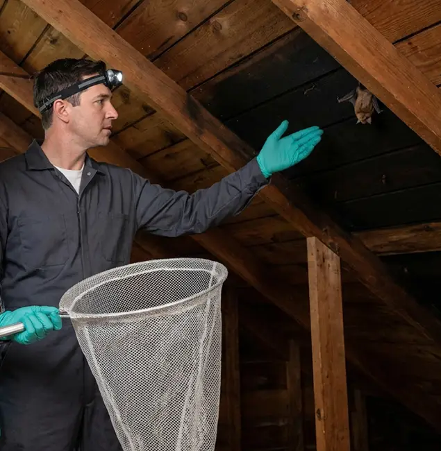 Why Nampa Pest Control Pro Is the Right Choice in Nampa, ID?