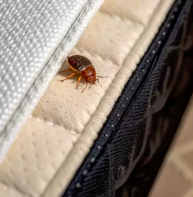 Why Choose Nampa Pest Control Pro for Bed Bug Treatment at Home in Nampa, ID?