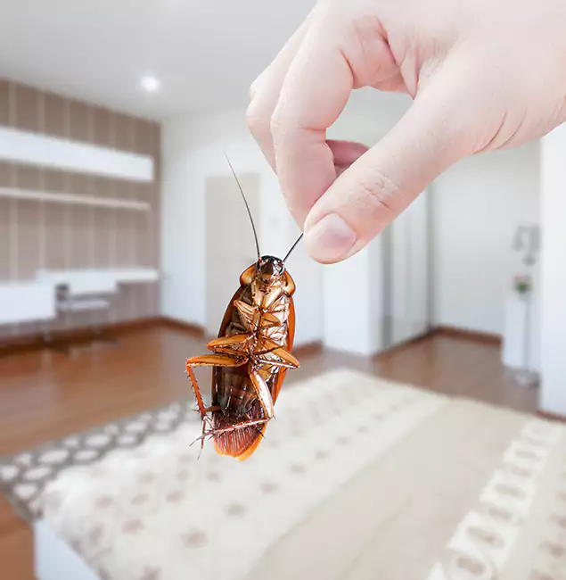 Why Nampa Pest Control Pro Stand Out For Bed Bug Inspection in Nampa, ID?