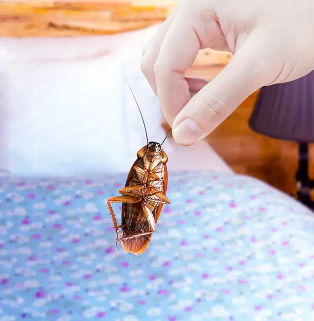 Why Choose Nampa Pest Control Pro for Bed Bug Treatment in Nampa, ID?