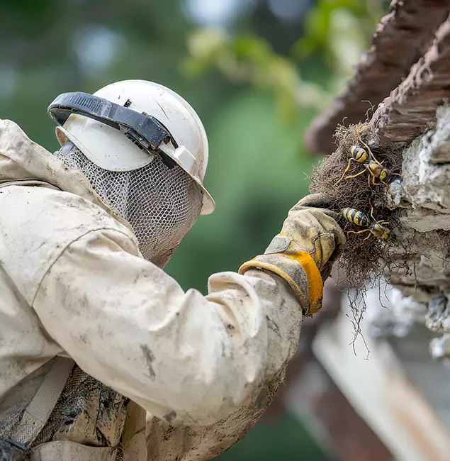 Why Nampa Property Owners Choose Nampa Pest Control Pro for Bee Exterminator?