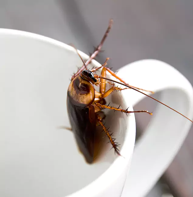 Why Nampa, ID Residents Trust Nampa Pest Control Pro for Cockroach Fumigation?