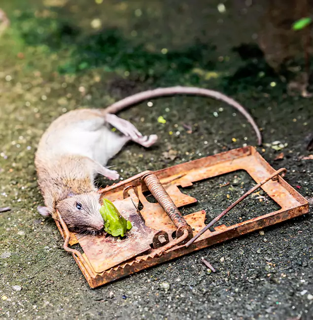 Why Nampa, ID Homeowners Trust Nampa Pest Control Pro for Rodent Removal?