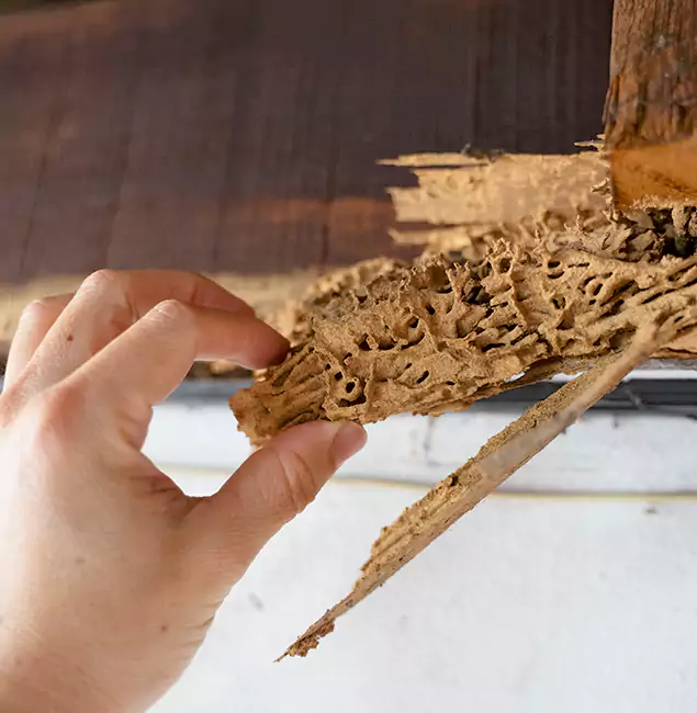 Why Choose Nampa Pest Control Pro in Nampa, ID?