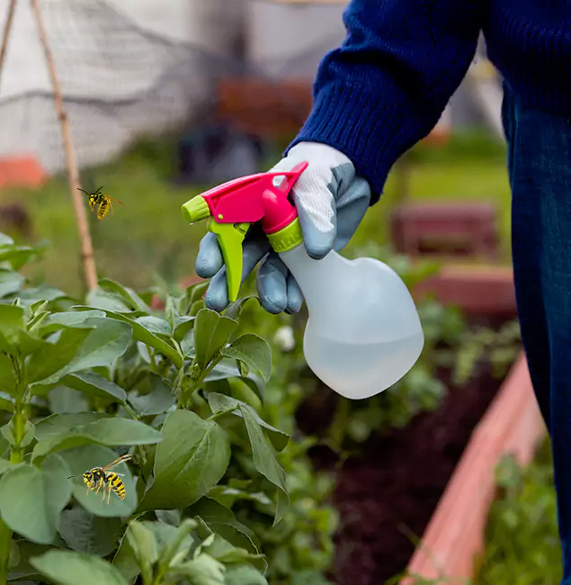 Why Nampa Homeowners Choose Nampa Pest Control Pro for Honey Bee Removal?