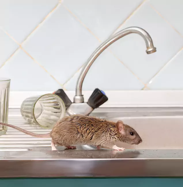 Why Nampa, ID Trusts Nampa Pest Control Pro for Humane Rodent Control?