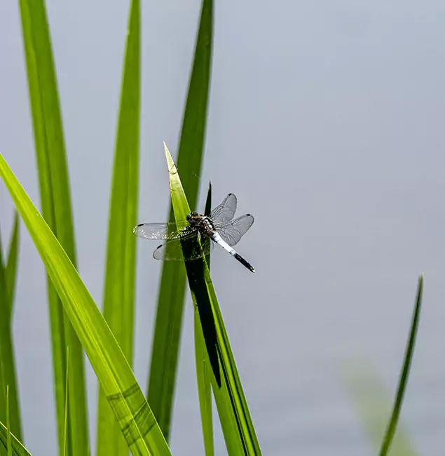 Why Nampa Families Trust Nampa Pest Control Pro for Mosquito Prevention?
