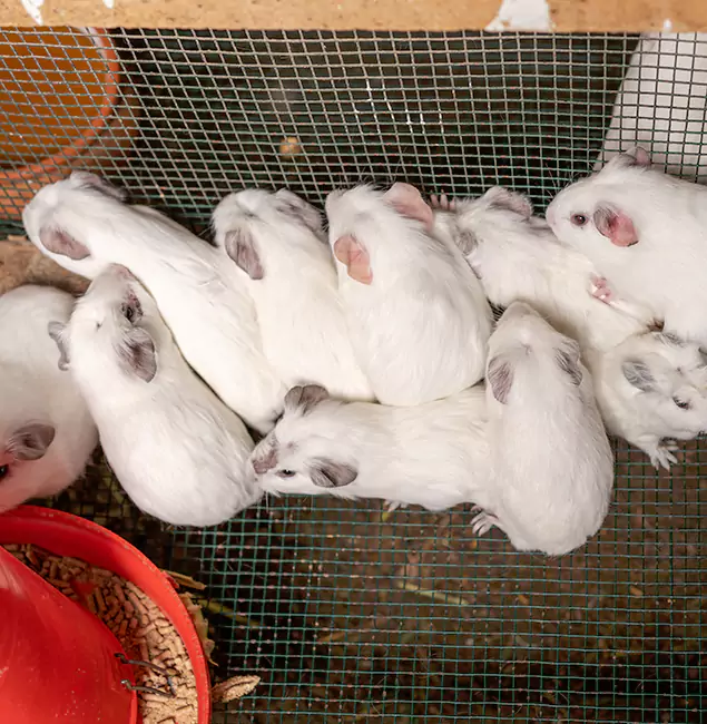 Why Nampa Pest Control Pro Is the Trusted Choice in Nampa, ID?