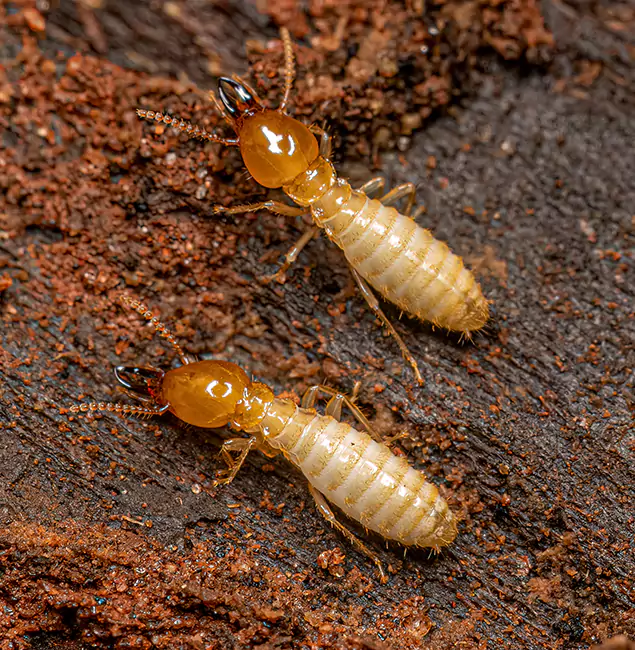 Why Choose Nampa Pest Control Pro for Termite Treatment Without Tenting in Nampa, ID?