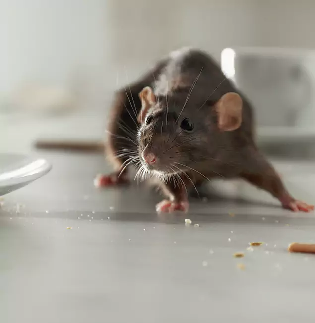 Why Nampa, ID Trusts Nampa Pest Control Pro for Rodent Prevention?