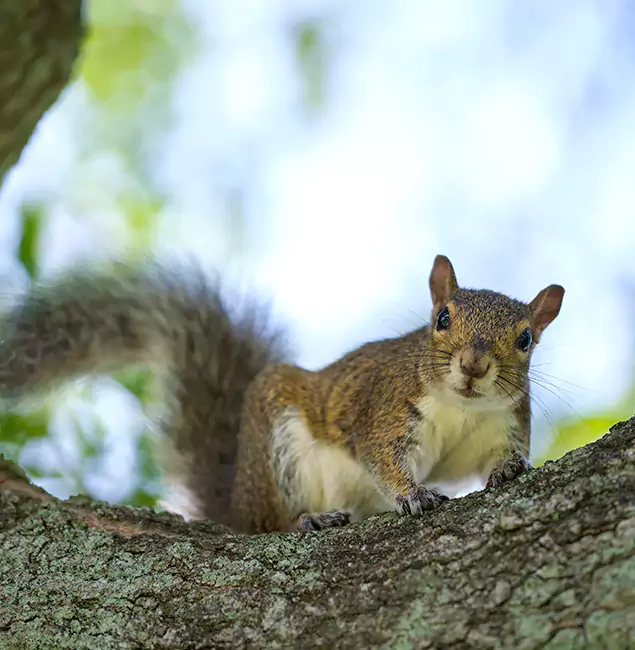 Why Nampa, ID Relies on Nampa Pest Control Pro for Squirrel Pest Control?
