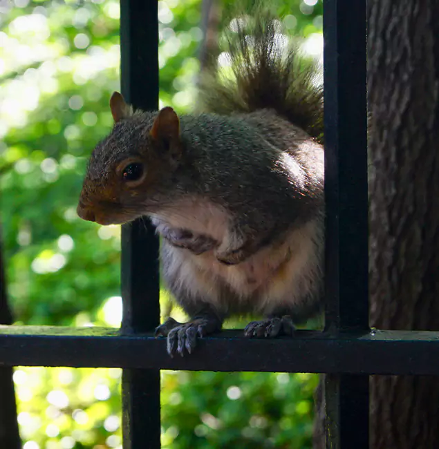 Why Nampa, ID Chooses Nampa Pest Control Pro for Squirrel Removal?