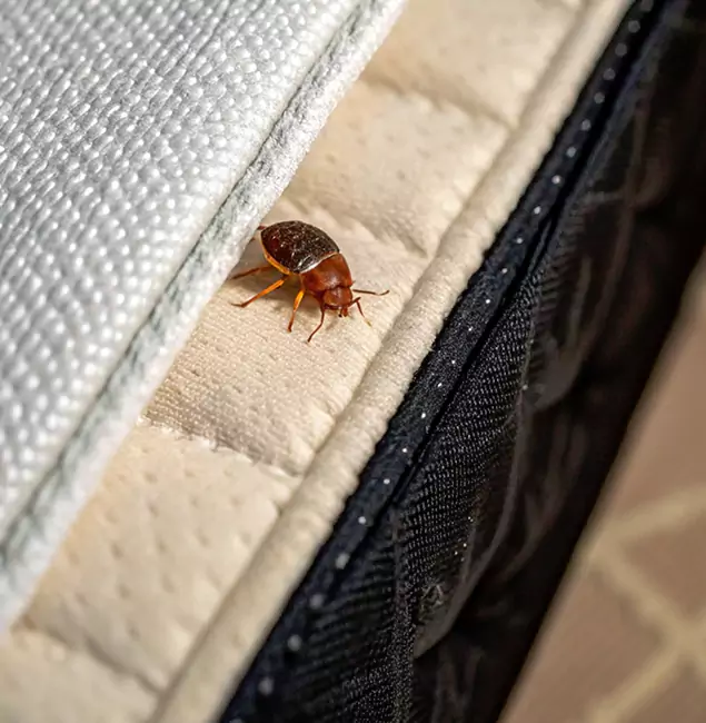 Why Nampa Homeowners Trust Nampa Pest Control Pro for Tick Treatment?