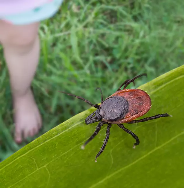 Why Nampa Homeowners Choose Nampa Pest Control Pro for Tick Extermination?