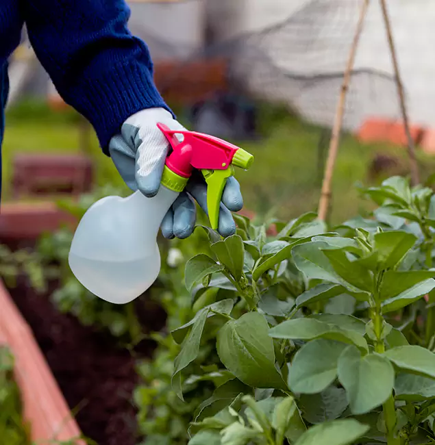 Why Nampa Relies on Nampa Pest Control Pro for Wasp Control Services?