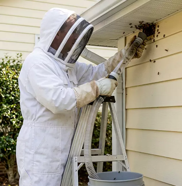 Why Nampa Trusts Nampa Pest Control Pro for Wasp Control?
